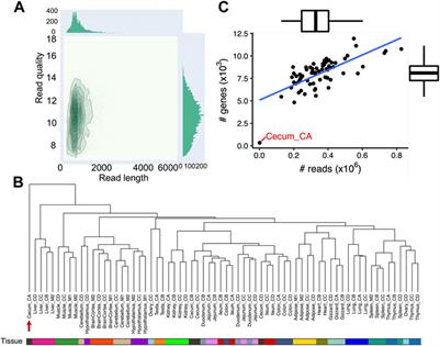 Frontiers Prediction Of Transcript Isoforms In Chicken Tissues By